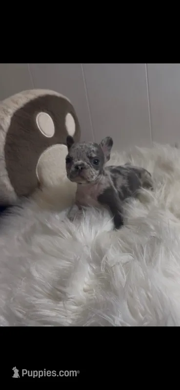 Aurora – French Bulldog puppy for sale in Phoenix, AZ