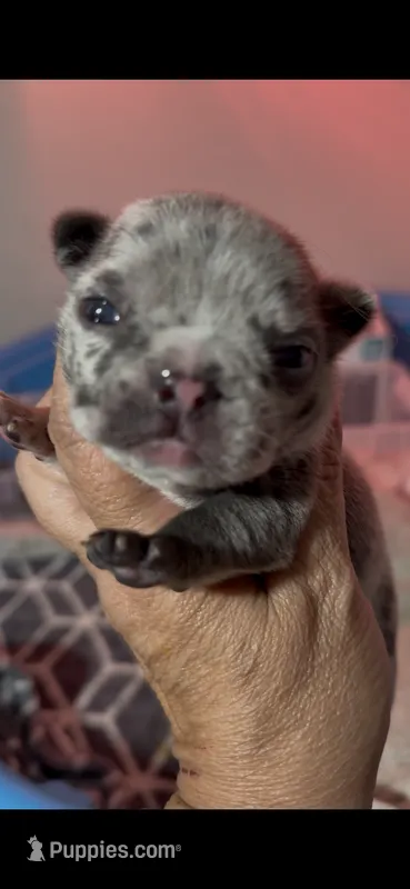 Aurora – French Bulldog puppy for sale in Phoenix, AZ