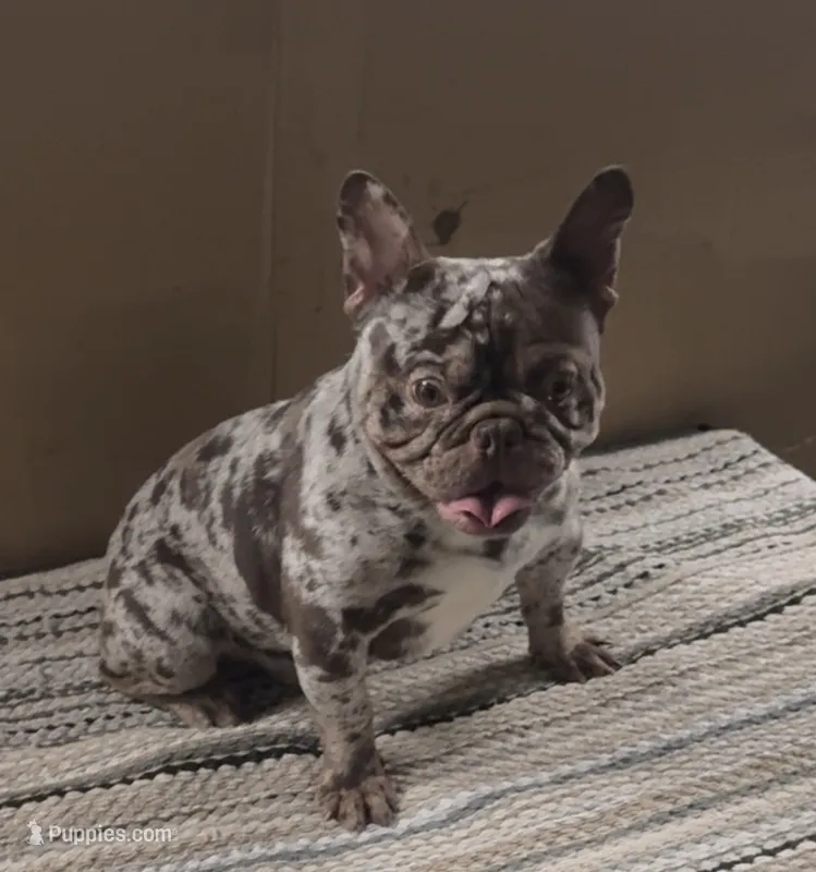Gordo – French Bulldog puppy for sale in Phoenix, AZ