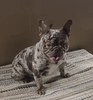 Gordo, a male French Bulldog for sale in Tehachapi, CA – 1 of 3