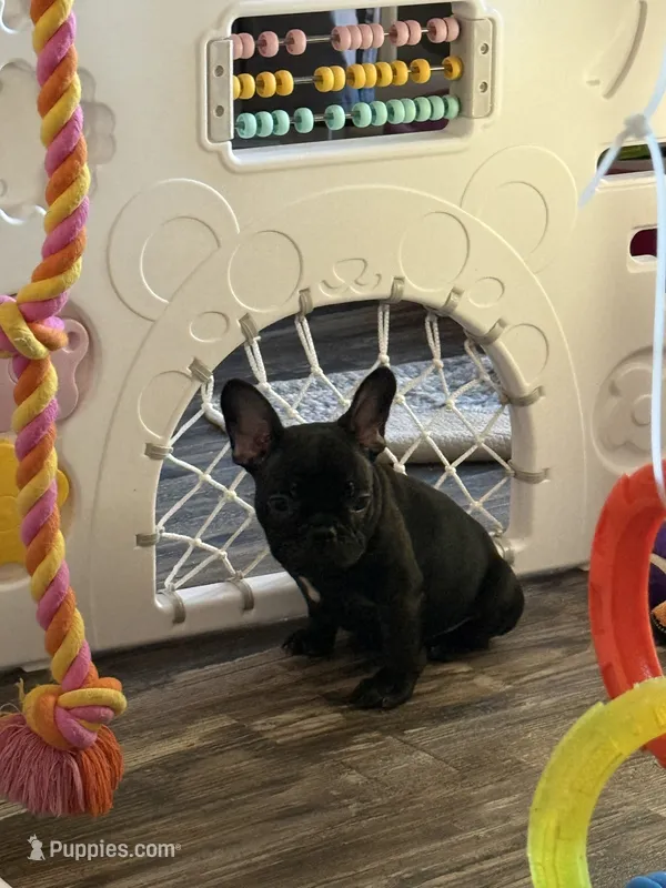 Tango  – French Bulldog puppy for sale in Phoenix, AZ