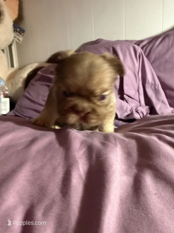 Rollie  – French Bulldog puppy for sale in Phoenix, AZ