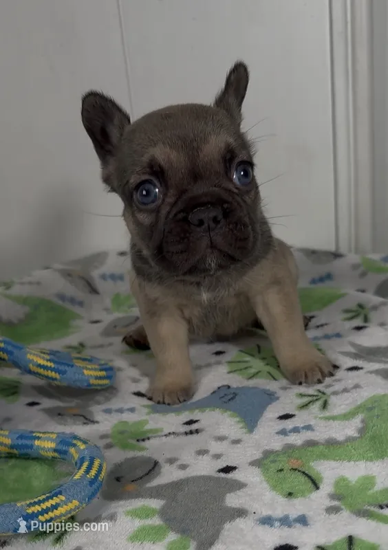 Mask  – French Bulldog puppy for sale in Tehachapi, CA