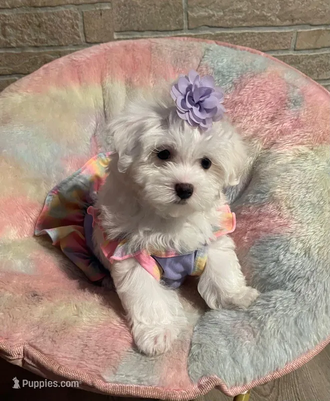 Luna – Maltese puppy for sale in Leesburg, FL