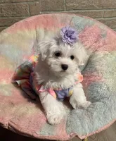 Luna, a female Maltese for sale in Leesburg, FL – 1 of 2