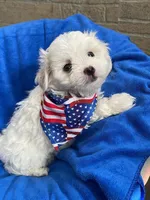 Pocoyo, a male Maltese for sale in Leesburg, FL – 3 of 4