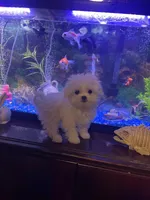 Pocoyo, a male Maltese for sale in Leesburg, FL – Photo 1 of 3