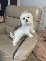 Pocoyo, a male Maltese for sale in Leesburg, FL – Photo 4 of 4