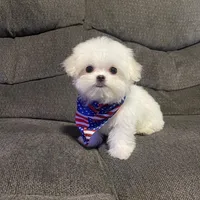 Pocoyo, a male Maltese for sale in Leesburg, FL – Photo 3 of 4