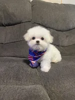 Pocoyo, a male Maltese for sale in Leesburg, FL – Photo 3 of 3