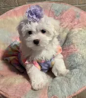 Luna, a female Maltese for sale in Leesburg, FL – 2 of 2