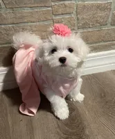 Dulce, a female Maltese for sale in Leesburg, FL – 1 of 2
