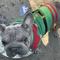 Doky, a male French Bulldog for sale in Leesburg, FL – Photo 3 of 5