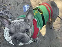 Doky, a male French Bulldog for sale in Leesburg, FL – Photo 3 of 5