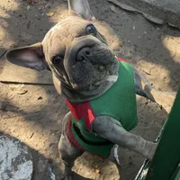 Doky, a male French Bulldog for sale in Leesburg, FL – Photo 2 of 5