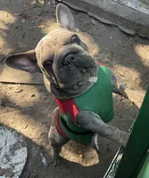 Doky, a male French Bulldog for sale in Leesburg, FL – Photo 2 of 5