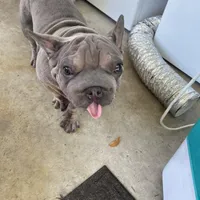 Doky, a male French Bulldog for sale in Leesburg, FL – Photo 5 of 5