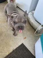 Doky, a male French Bulldog for sale in Leesburg, FL – Photo 5 of 5