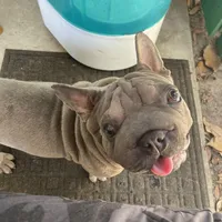 Doky, a male French Bulldog for sale in Leesburg, FL – Photo 4 of 5