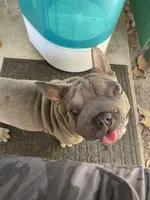 Doky, a male French Bulldog for sale in Leesburg, FL – Photo 4 of 5