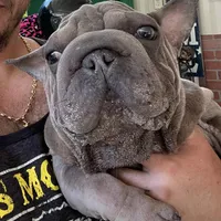 Doky, a male French Bulldog for sale in Leesburg, FL – Photo 1 of 5