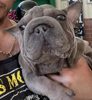 Doky, a male French Bulldog for sale in Leesburg, FL – Photo 1 of 5