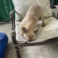 Tiny, a female French Bulldog for sale in Leesburg, FL – Photo 3 of 5