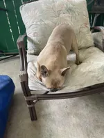 Tiny, a female French Bulldog for sale in Leesburg, FL – Photo 3 of 5