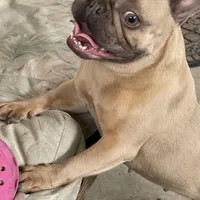 Tiny, a female French Bulldog for sale in Leesburg, FL – Photo 5 of 5