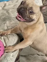 Tiny, a female French Bulldog for sale in Leesburg, FL – Photo 5 of 5