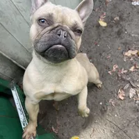 Tiny, a female French Bulldog for sale in Leesburg, FL – Photo 4 of 5