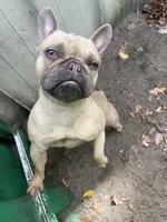 Tiny, a female French Bulldog for sale in Leesburg, FL – Photo 4 of 5