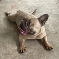 Tiny, a female French Bulldog for sale in Leesburg, FL – Photo 1 of 5