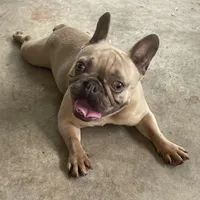 Tiny, a female French Bulldog for sale in Leesburg, FL – Photo 2 of 5
