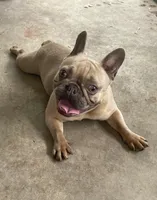 Tiny, a female French Bulldog for sale in Leesburg, FL – Photo 2 of 5