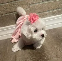 Dulce, a female Maltese for sale in Leesburg, FL – 2 of 2