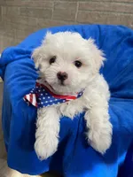 Pocoyo, a male Maltese for sale in Leesburg, FL – 2 of 4