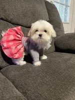 Galleta, a female Maltese for sale in Leesburg, FL – Photo 1 of 2