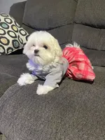 Galleta, a female Maltese for sale in Leesburg, FL – Photo 2 of 2