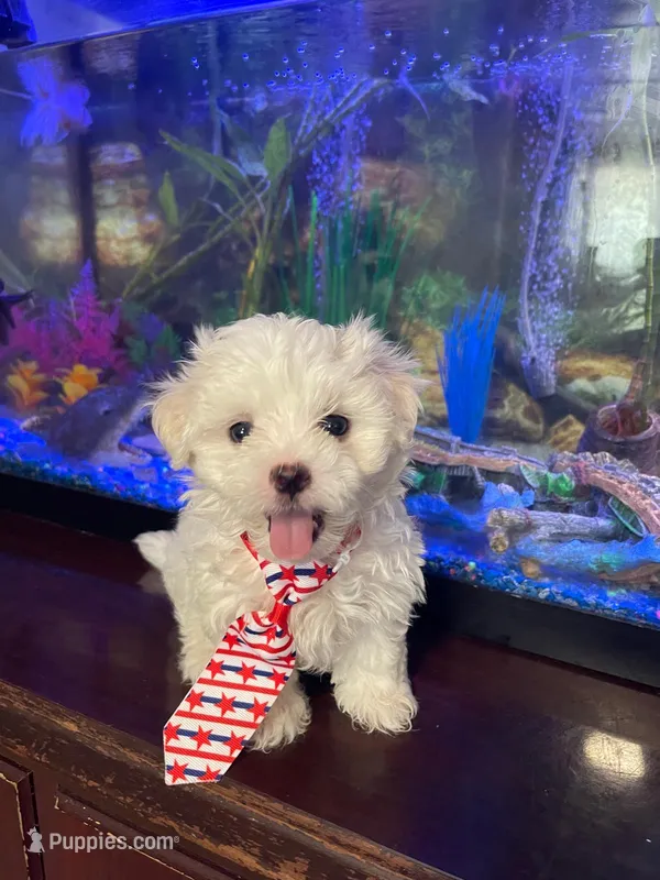 Pocoyo – Maltese puppy for sale in Leesburg, FL