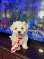 Pocoyo, a male Maltese for sale in Leesburg, FL – 1 of 4