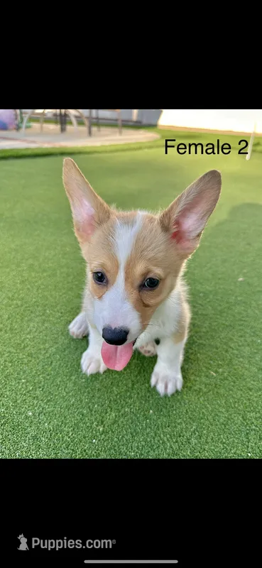 Blaze – Pembroke Welsh Corgi puppy for sale in Chino, CA