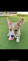 Blaze, a female Pembroke Welsh Corgi for sale in Chino, CA – 1 of 2