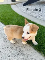 Tiny, a female Pembroke Welsh Corgi for sale in Chino, CA – 2 of 2