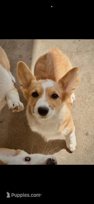 Blaze – Pembroke Welsh Corgi puppy for sale in Chino, CA