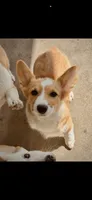 Blaze, a female Pembroke Welsh Corgi for sale in Chino, CA – 1 of 1
