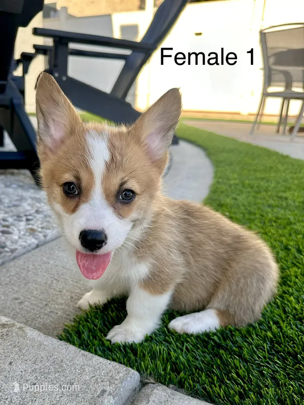 Paws – Pembroke Welsh Corgi puppy for sale in Chino, CA