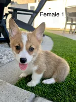 Paws, a female Pembroke Welsh Corgi for sale in Chino, CA – 1 of 1