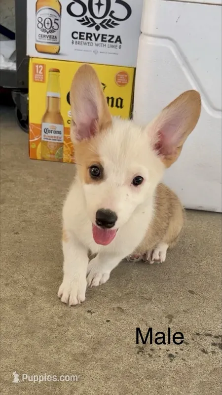 Blue – Pembroke Welsh Corgi puppy for sale in Chino, CA