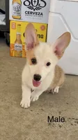 Blue, a male Pembroke Welsh Corgi for sale in Chino, CA – 1 of 1